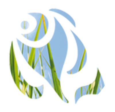 Logo_de roos_gezondheidscentrum_Purmerend gezondheidscentrum de Roos